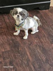 Lost Female Dog last seen 71st & Stoney island , Chicago, IL 60619