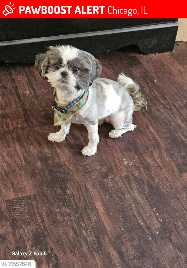 Lost Female Dog last seen 71st & Stoney island , Chicago, IL 60619