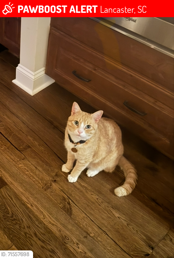 Lost Male Cat last seen Steel Hill Rd/Indian Land High School, Lancaster, SC 29720