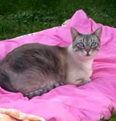 Lost Male Cat last seen 119th Street and 187th Avenue , Bristol, WI 53104