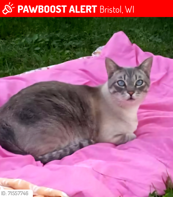 Lost Male Cat last seen 119th Street and 187th Avenue , Bristol, WI 53104
