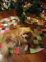 Lost Male Dog last seen Near Bluegrass Dr , Grand Prairie, TX 75052