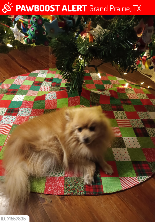 Lost Male Dog last seen Near Bluegrass Dr , Grand Prairie, TX 75052