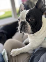 Lost Male Dog last seen 19th and Topaz St, Rancho Cucamonga, CA 91701