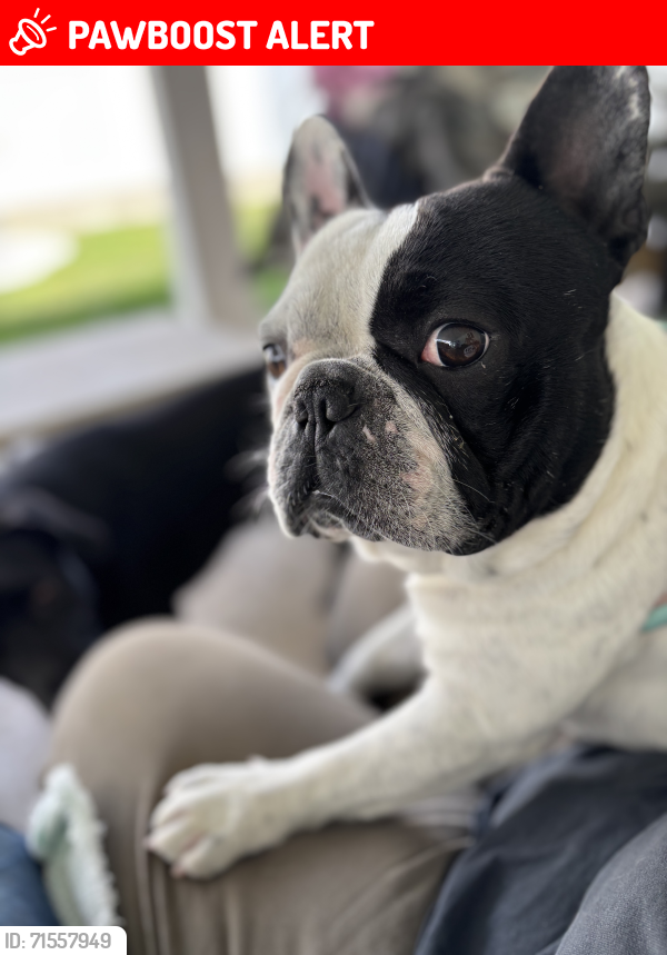 Lost Male Dog last seen 19th and Topaz St, Rancho Cucamonga, CA 91701