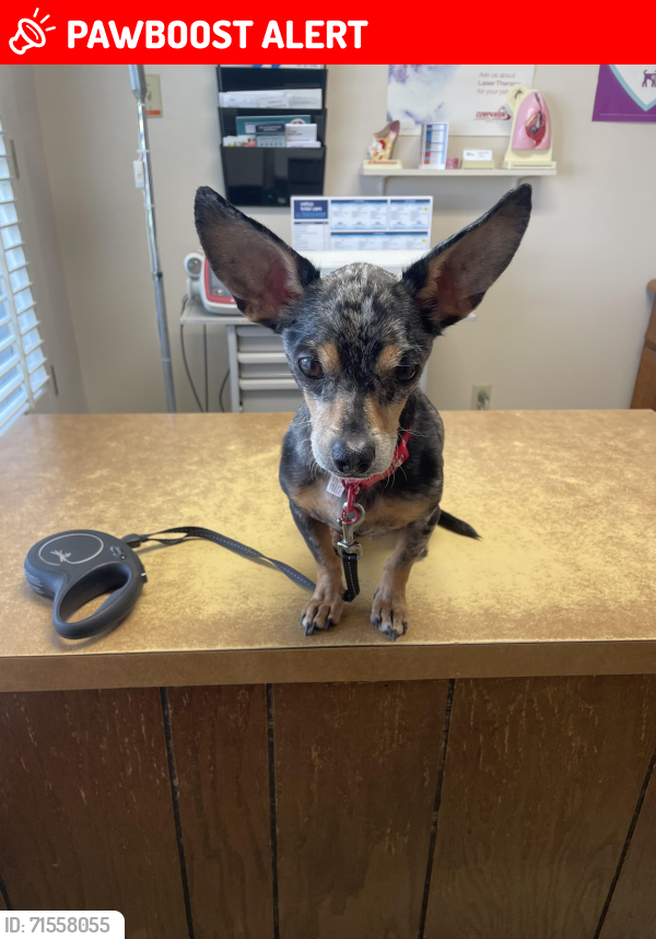 Lost Male Dog last seen Lakes at bluebonnet, South Baton Rouge, LA 70810