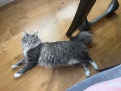 Lost Female Cat last seen E Chardie Rd, Harcourt Road, Highland Road , Boise, ID 83702