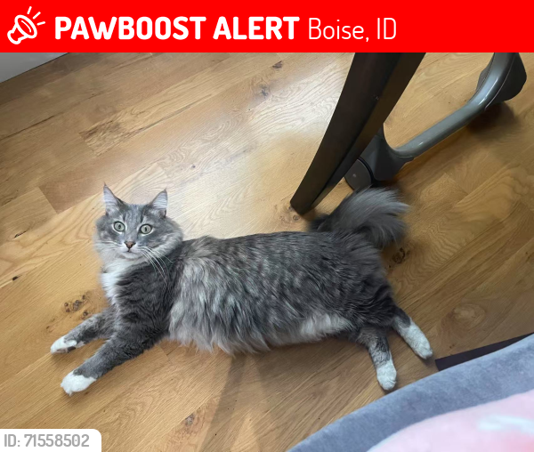 Lost Female Cat last seen E Chardie Rd, Harcourt Road, Highland Road , Boise, ID 83702