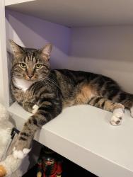 Lost Male Cat last seen Altadena Rd and Altadena Dr, Vestavia Hills, AL 35243
