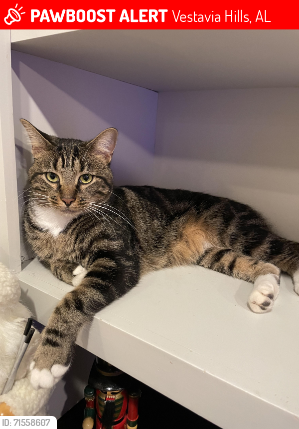 Lost Male Cat last seen Altadena Rd and Altadena Dr, Vestavia Hills, AL 35243
