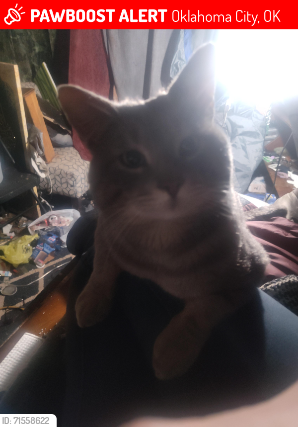 Lost Male Cat last seen 63rd and Rockwell, Oklahoma City, OK 73132