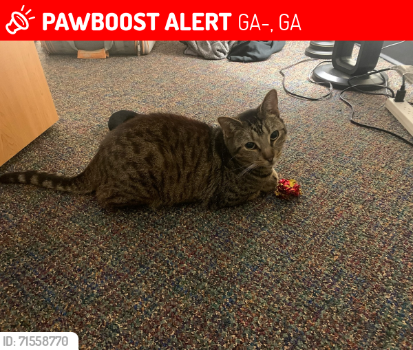 Lost Male Cat last seen close to the daycare on GA 106 S in Hull, GA, GA-106, GA 30521