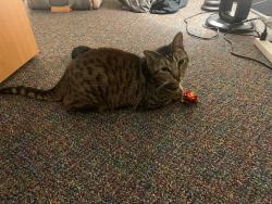 Lost Male Cat last seen close to the daycare on GA 106 S in Hull, GA, GA-106, GA 30521