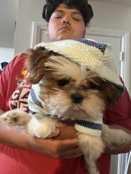 Lost Female Dog last seen Alley on Stanford between 82-83rd st, Los Angeles, CA 90001