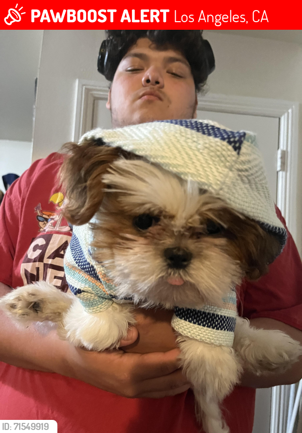 Lost Female Dog last seen Alley on Stanford between 82-83rd st, Los Angeles, CA 90001