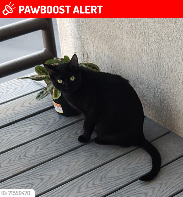 Lost Female Cat last seen 4th St and Osuna , Los Ranchos de Albuquerque, NM 87107