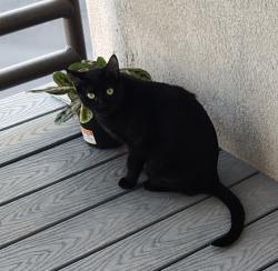 Lost Female Cat last seen 4th St and Osuna , Los Ranchos de Albuquerque, NM 87107