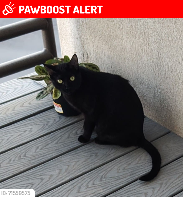 Lost Female Cat last seen 4th st. And Osuna Rd.NW, Los Ranchos de Albuquerque, NM 87107