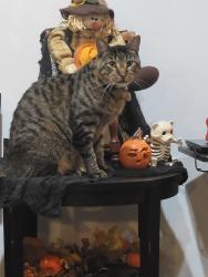 Lost Male Cat last seen E 34th Ave and S Osage St, Amarillo, TX 79118