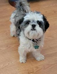 Lost Female Dog last seen Cyclamen way(6340 S)and Cosmo Drive(5295 W), West Jordan, UT 84081
