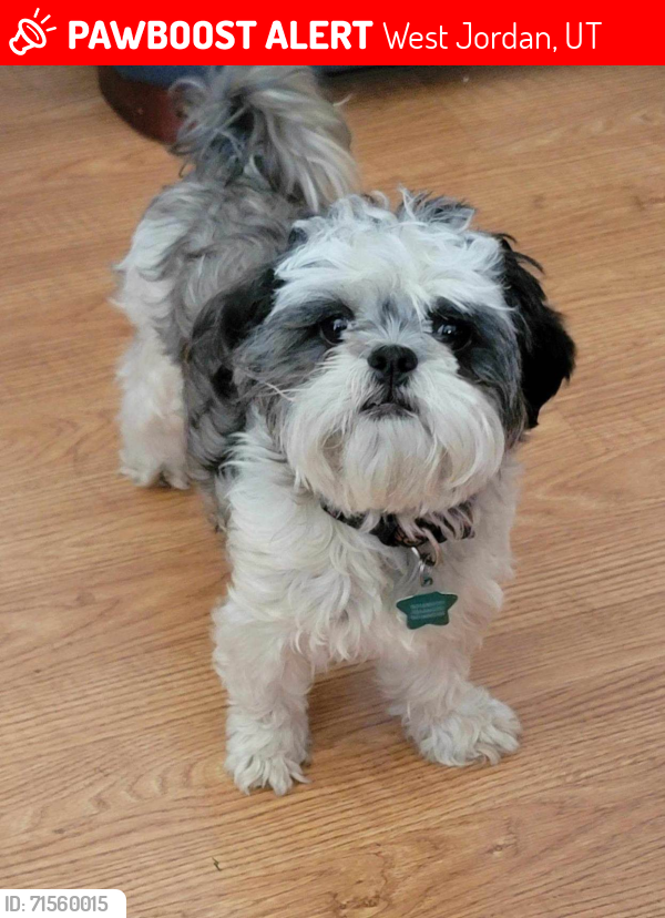 Lost Female Dog last seen Cyclamen way(6340 S)and Cosmo Drive(5295 W), West Jordan, UT 84081