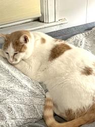 Lost Male Cat last seen Locust Street and Locust Terrace, Burlington, VT 05401