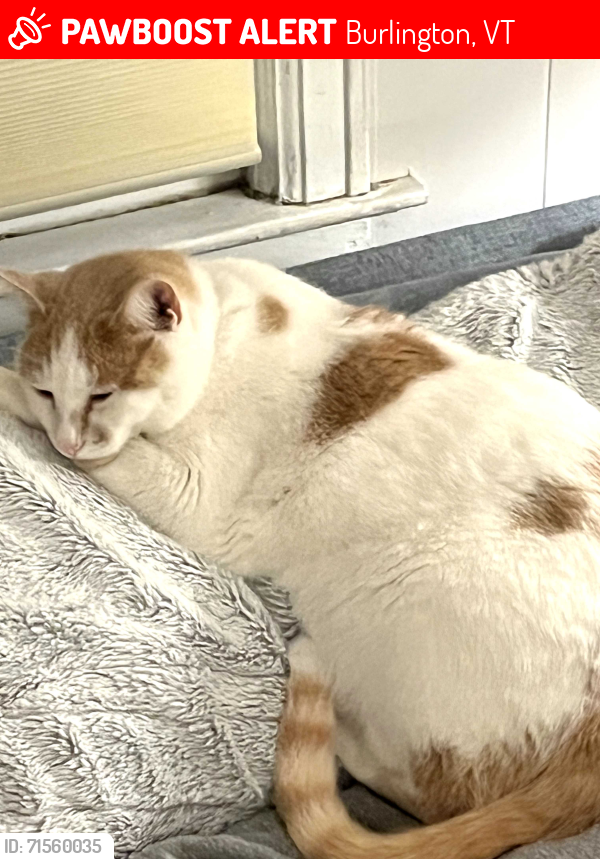 Lost Male Cat last seen Locust Street and Locust Terrace, Burlington, VT 05401