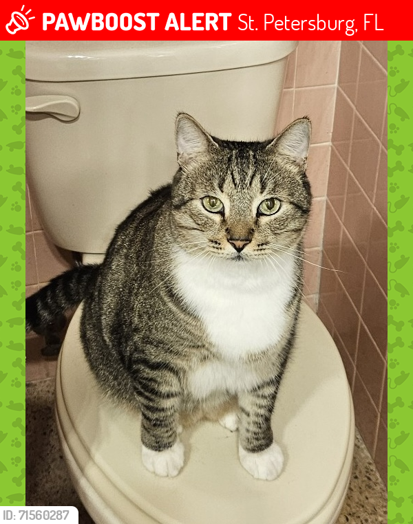 Lost Male Cat last seen Fairway Ave S, between Madrid Way and Miranda Way, St. Petersburg, FL 33712