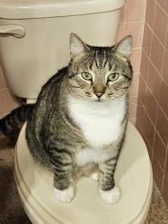 Lost Male Cat last seen Fairway Ave S, between Madrid Way and Miranda Way, St. Petersburg, FL 33712
