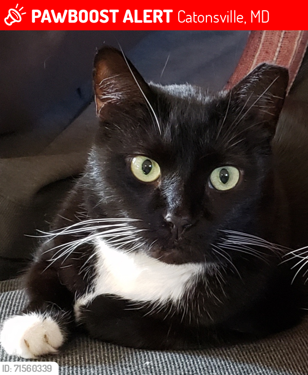Lost Male Cat last seen Dunmore Street, Catonsville, MD 21228