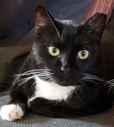 Lost Male Cat last seen Dunmore Street, Catonsville, MD 21228
