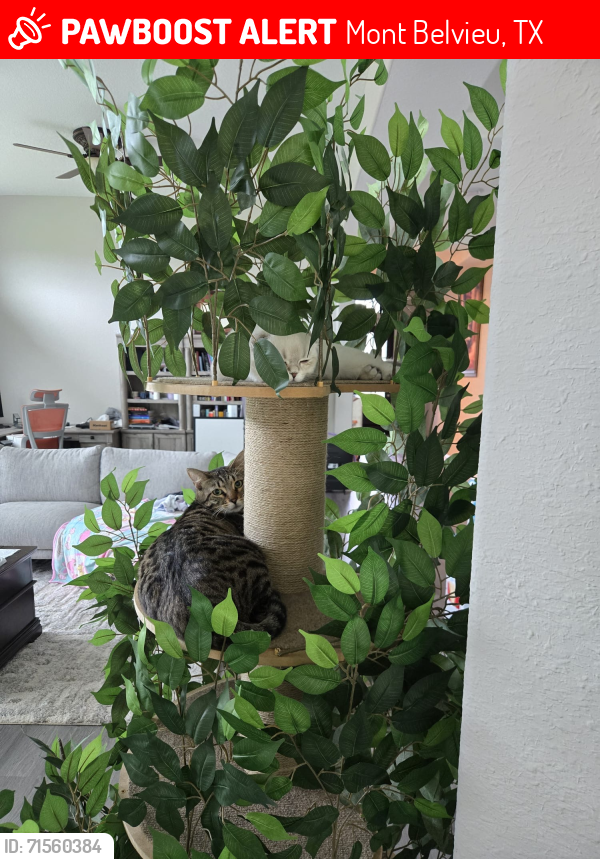 Lost Female Cat last seen Mont Belvieu texas, Mont Belvieu, TX 77580