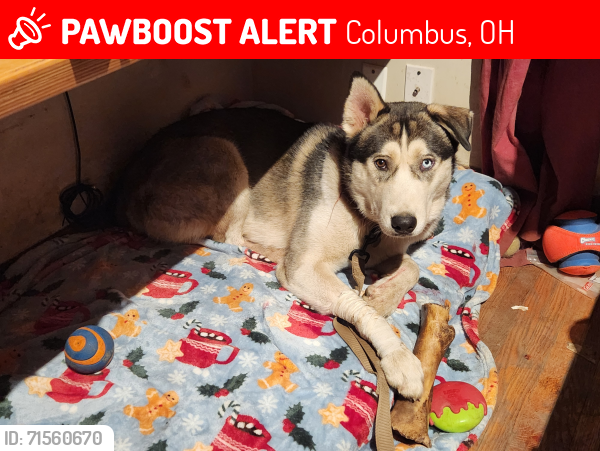 Lost Male Dog last seen Near n. Chase Ave, Columbus, OH 43204