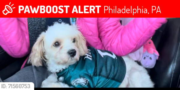 Lost Female Dog last seen 30th & Oxford st , Philadelphia, PA 19121