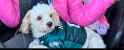 Lost Female Dog last seen 30th & Oxford st , Philadelphia, PA 19121