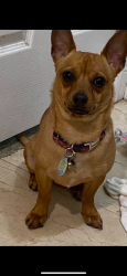 Lost Male Dog last seen Near EAST 44 ST, Hialeah, FL 33013