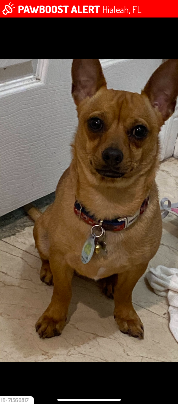 Lost Male Dog last seen Near EAST 44 ST, Hialeah, FL 33013