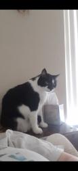Lost Male Cat last seen Andorra, Navarre, FL 32566