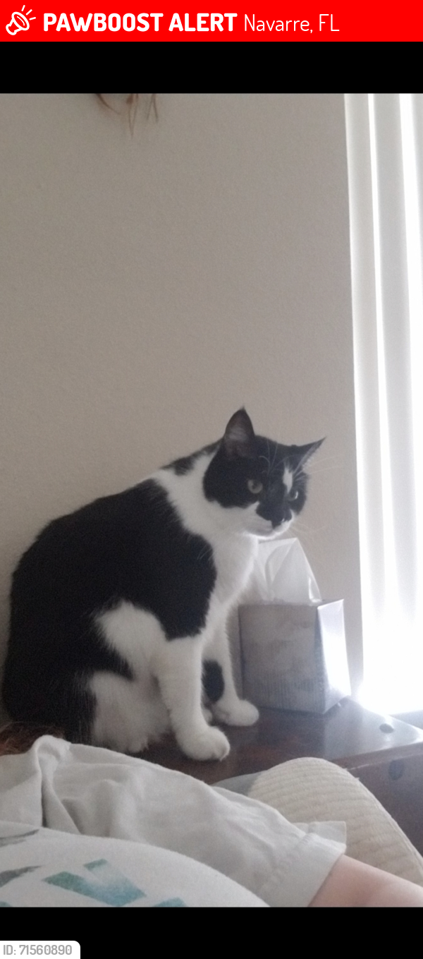 Lost Male Cat last seen Andorra, Navarre, FL 32566