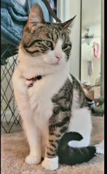 Lost Female Cat last seen Strike swiftly loop, Columbus, GA 31905