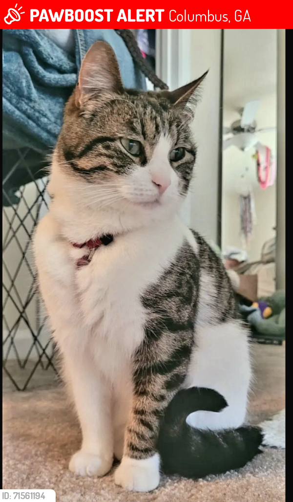 Lost Female Cat last seen Strike swiftly loop, Columbus, GA 31905