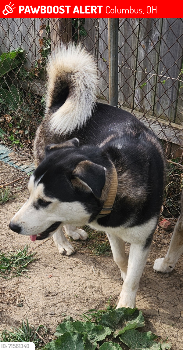 Lost Male Dog last seen Near n. Chase ave, Columbus, OH 43204