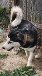 Lost Male Dog last seen Near n. Chase ave, Columbus, OH 43204