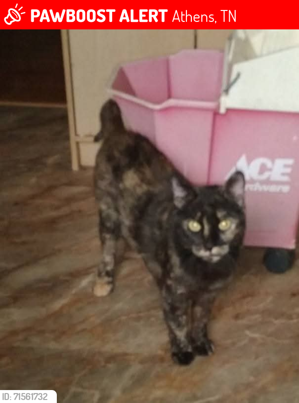 Lost Female Cat last seen Shady Drive and Ingleside , Athens, TN 37303