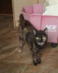 Lost Female Cat last seen Shady Drive and Ingleside , Athens, TN 37303