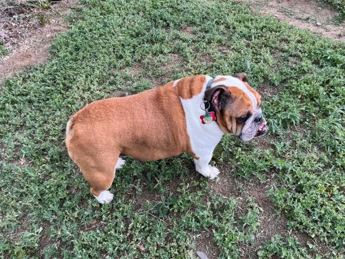 Lost dog reunited in Denver, CO