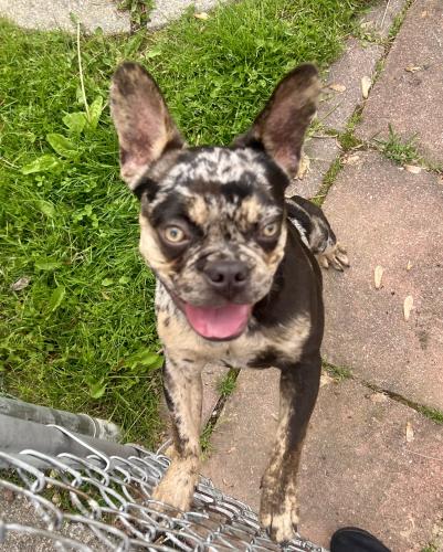 Found dog reunited in Toledo, OH