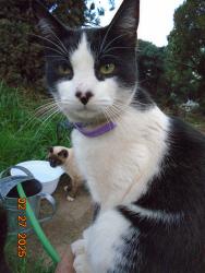 Lost Male Cat last seen Cross Alameda dr Oak st, Perris, CA 92570