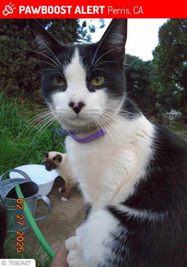 Lost Male Cat last seen Cross Alameda dr Oak st, Perris, CA 92570