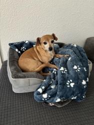 Lost Male Dog last seen 35/Wintergreen , DeSoto, TX 75115